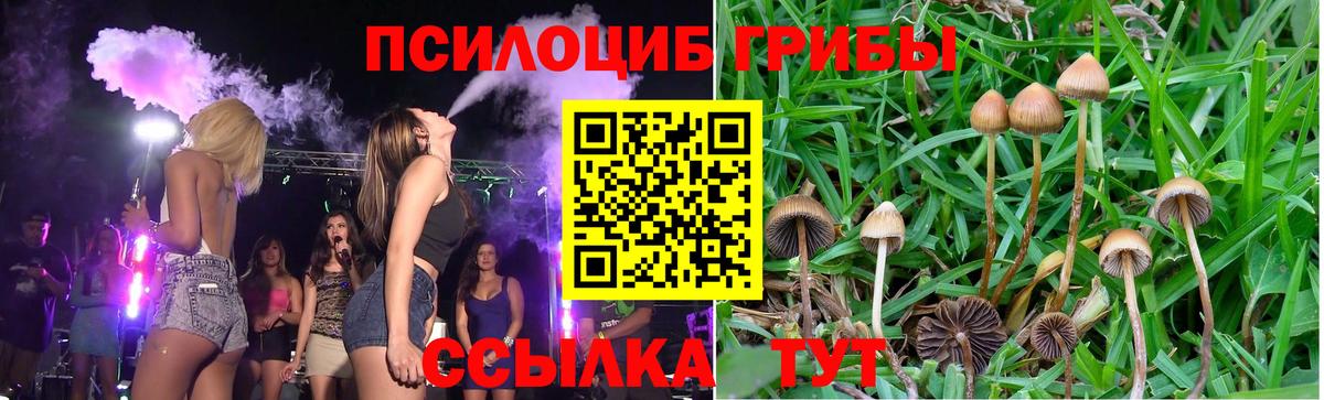 Псилоцибиновые грибы прущие грибы Новороссийск
